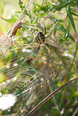 Yellow Garden Spider