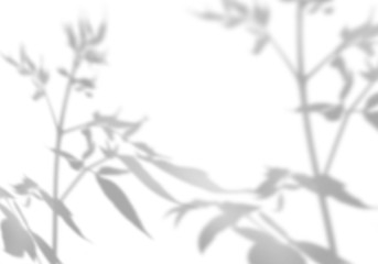 Summer background of shadows of leaf branches on a white wall. Blurry black-and-white image to overlay on a photo or mockup.