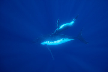 hampback whales parents and children