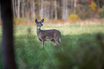 Whitetail deer in the grass