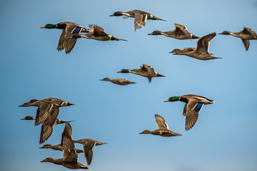 Ducks in flight