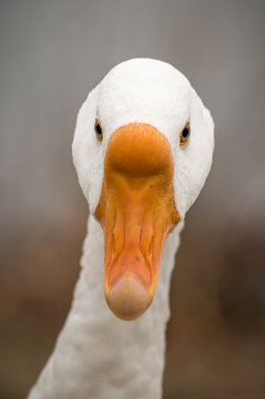Close up goose