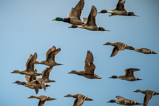 Ducks in flight