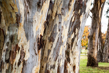 Close up of multiple bark textures on eucalyptus trees lined up