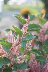 Pink and White Plant