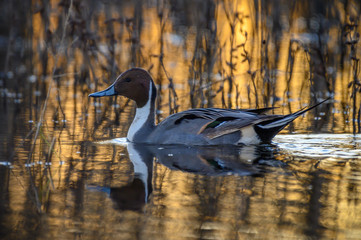 Northern Pintail