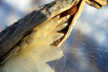 Milkweed Seeds