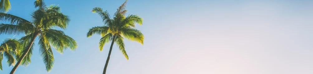 Poster Zomer strand achtergrond palmbomen tegen blauwe hemel banner panorama, tropische Caribische reisbestemming. © Maridav