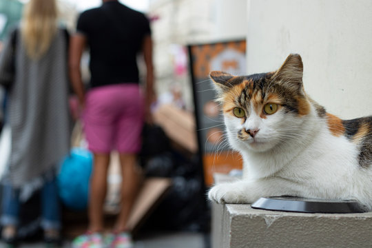 Cat sitting on the wall on the street, close-up. The cat has yellow white and black colors.