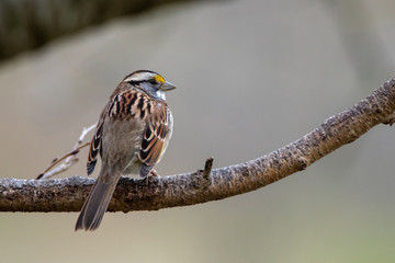 White-Throated Sparrow Perched on a Branch