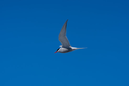 Antarctic Tern Flying In Blue Sky