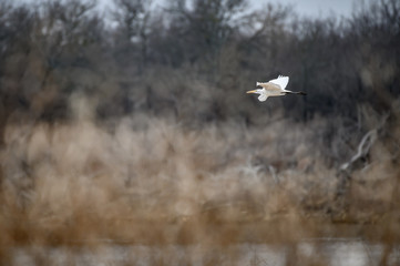 Great Egret in flight