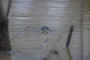 Turtle head