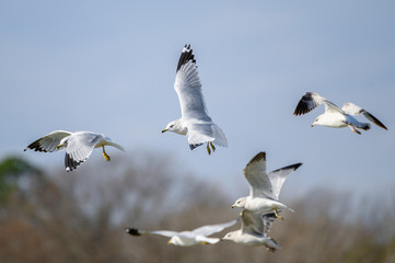 Ring Billed Gulls flying