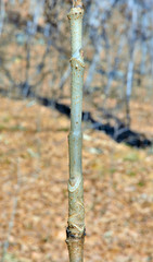 Trunk of medicinal plant aralia (Aralia elata)