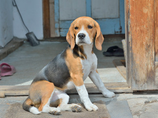 Dog beagle 8