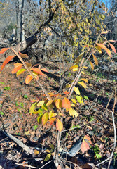 Plant wahoo (Euonymus sacrosancta) 3