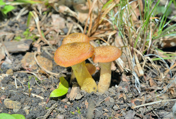 Edible mushrooms (Armillaria mella) 1