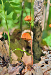 Small mushroom (Agaricus siccus, Chamaecerus siccus) 3