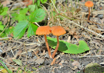 Small mushrooms (Hygrocybe laeta) 1