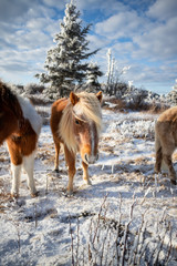 Wild Highland Ponies of Mount Rogers, Virginia in the Winter