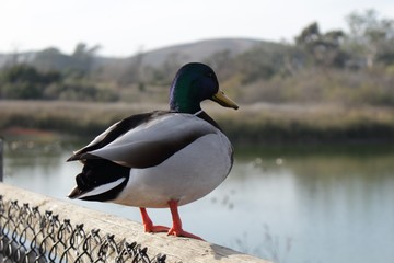 duck in a fence 