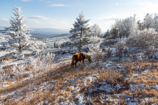 Wild Highland Ponies Of Mount Rogers, Virginia In The Winter