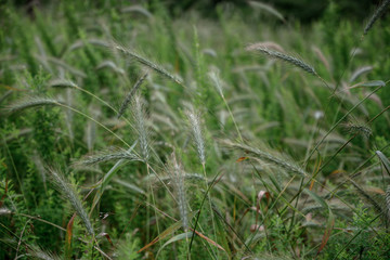 Stalks of Wild Grasses