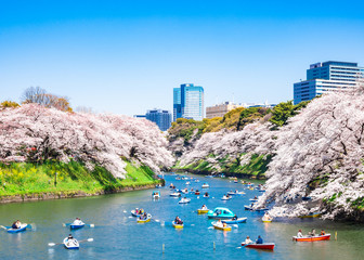 桜満開の皇居・千鳥ヶ淵