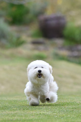 ビションフリーゼ