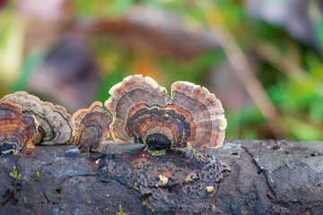 Medicinal turkey tail mushroom (Trametes versicolor) growing in the forest