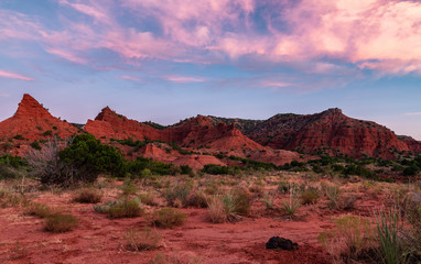 Bison Cow Pie in Caprock Canyon