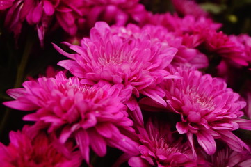 Red chrysanthemum