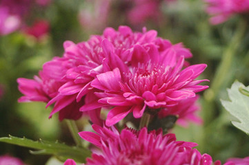 Fototapeta premium Red chrysanthemum
