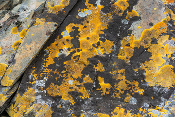 Lichens on rocks in Antarctica
