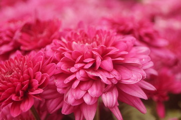 Red chrysanthemum