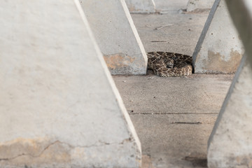 Rattlesnake under a Park Bench