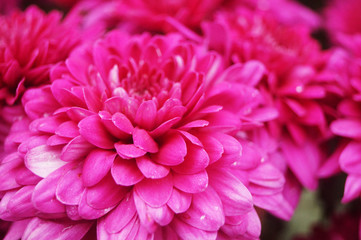 Red chrysanthemum