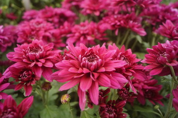 Obraz premium Red chrysanthemum