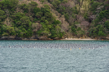 真珠の養殖用のしかけ