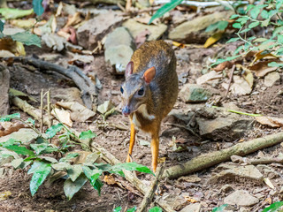 Naklejka na ściany i meble The smallest known hoofed mammal is the Lesser Mouse Deer with a mature size as little as around 45 cm (18 inches) and 2 kg (4.4 lb). Scientific name is Tragulus kanchi.