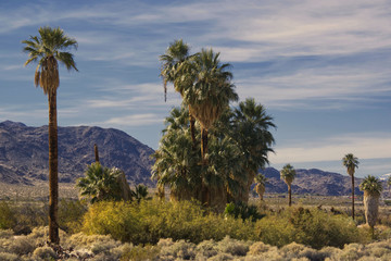 Fototapeta na wymiar palm trees in desert