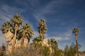 palm trees and blue sky