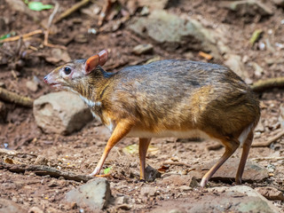 The smallest known hoofed mammal is the Lesser Mouse Deer with a mature size as little as around 45 cm (18 inches) and 2 kg (4.4 lb).  Scientific name is Tragulus kanchi.