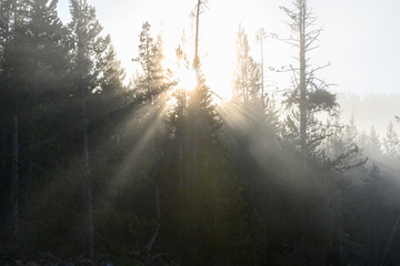 Sun Star Through Fog and Steam in Yellowstone