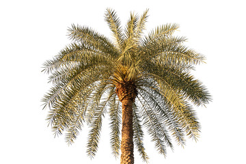 Phoenix sylvestris or Silver date palm isolate on white background.common names including the Indian date,Sugar date palm,wild date palm.