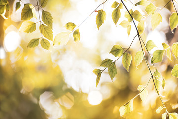 Closeup nature view of green leaf on gold light background in garden with copy space using as background natural green plants landscape, ecology.