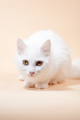Fototapeta na wymiar Beautiful cat with fluffy white pure color fur and yellow big eyes