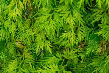 Colourful flower blossoms in a garden.