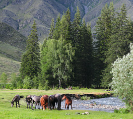 Fototapeta na wymiar Horses by the river, summer view. Travel in the mountains of Altai.